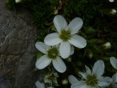 Arenaria ciliata