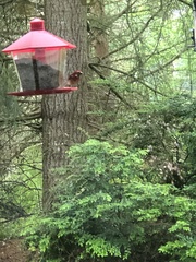 Haemorhous purpureus californicus