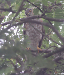 Accipiter nisus