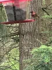 Haemorhous purpureus californicus