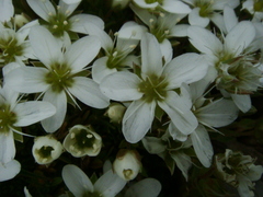 Arenaria ciliata