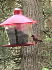 Haemorhous purpureus californicus