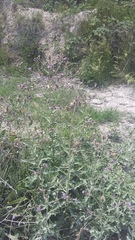 Cirsium arvense vestitum