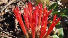 Monardella macrantha macrantha
