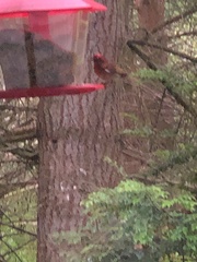 Haemorhous purpureus californicus