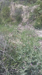 Cirsium arvense vestitum
