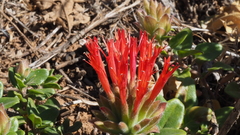 Monardella macrantha macrantha