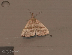 Hypena atomaria
