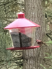 Haemorhous purpureus californicus