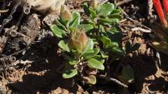 Monardella macrantha macrantha