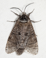 Prionoxystus macmurtrei