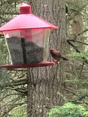Haemorhous purpureus californicus