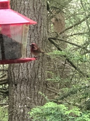 Haemorhous purpureus californicus