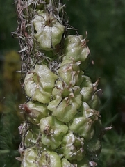 Dasineura phyteumatis