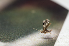 Nosphistica bisinuata