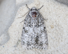 Acronicta retardata