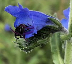 Mogulones geographicus