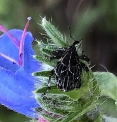 Mogulones geographicus