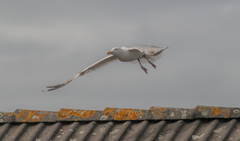 Larus argentatus