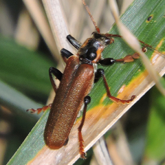 Lycocerus suturellus