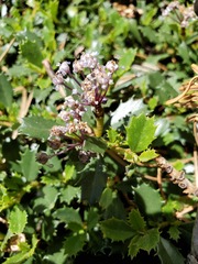 Ceanothus prostratus