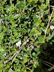 Ceanothus prostratus
