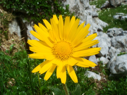 Image of Doronicum glaciale by (c) Christian Berg, some rights reserved (CC BY)