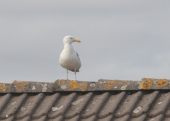 Larus argentatus