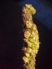 Dasineura phyteumatis