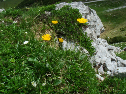 Image of Doronicum glaciale by (c) Christian Berg, some rights reserved (CC BY)