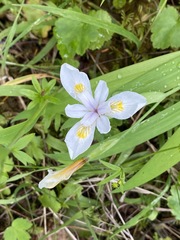 Iris tenuis
