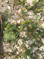 Matricaria