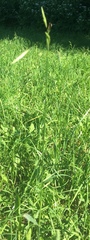 Bromus inermis