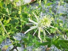 Clematis drummondii