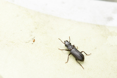Pseudozaena orientalis opaca