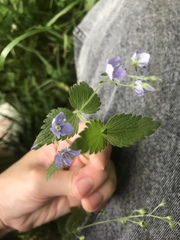 Veronica chamaedrys