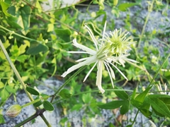 Clematis drummondii