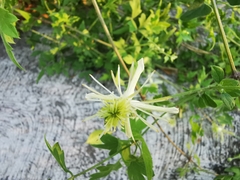 Clematis drummondii