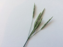 Bromus inermis