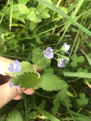 Veronica chamaedrys