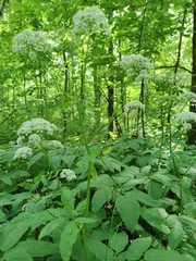Aegopodium podagraria