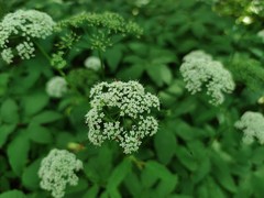 Aegopodium podagraria