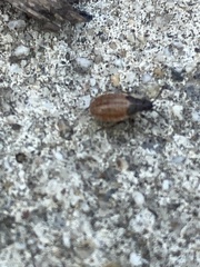 Oxycarenidae