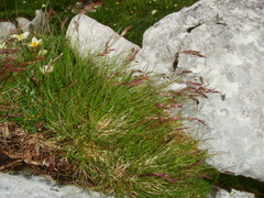 Festuca quadriflora