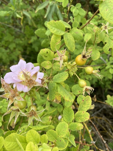 iNaturalist observation photo of California Wild Rose