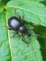 Otiorhynchus clavipes