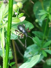 Otiorhynchus clavipes