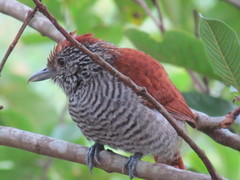 Thamnophilus multistriatus