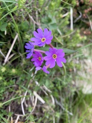 Primula halleri