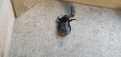 Bombus